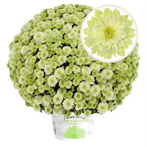 Bild von Bolchrysant  P19 geen kleur Primo pistache